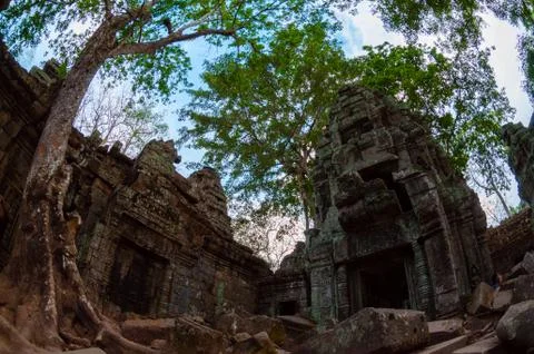 Tree and temple from below Ta Prohm Stock Photos