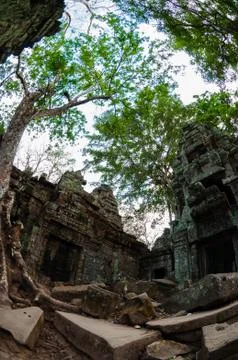Tree and temple from below Ta Prohm Stock Photos