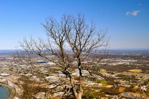 Tree and town Fotos Stock