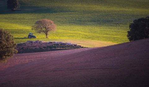 Tree and tractor with beautiful light in the field Stock Photos