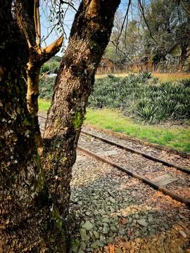 The tree and the trail Foto stock