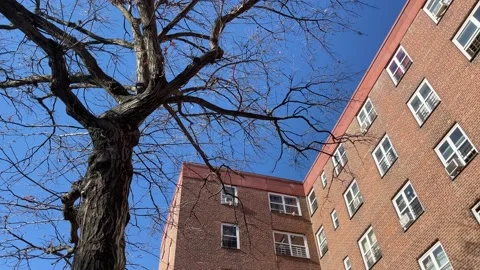 Tree and tree shadow on Public Housing Stock-Footage 168539402