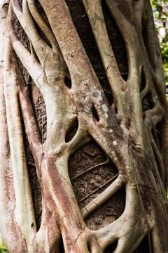 Tree and vine Stock Photos