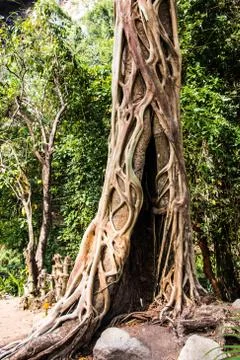 Tree and vine Stock Photos