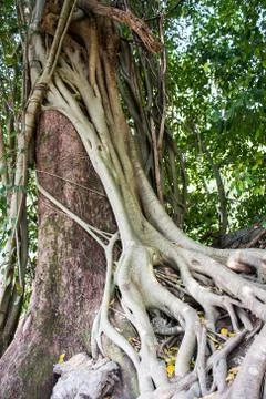 Tree and vine Stock Photos
