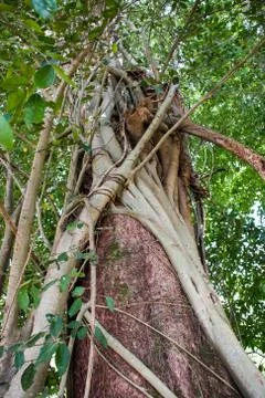 Tree and vine Stock Photos