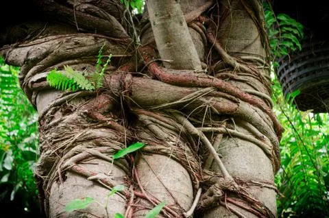 Tree and Vine Stock Photos