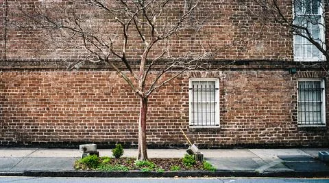 Tree and vintage brick wall in Savannah Goergia, USA. Stock Photos