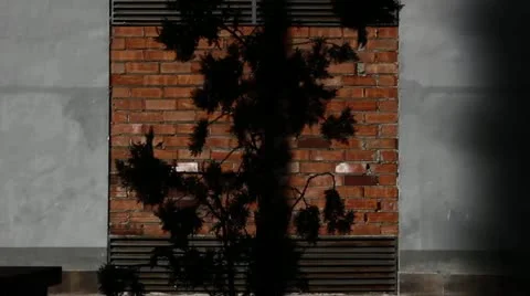 Tree and wall Video stock 18553407