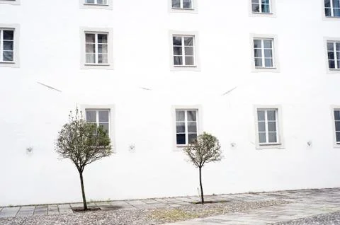 Tree and wall Stock Photos