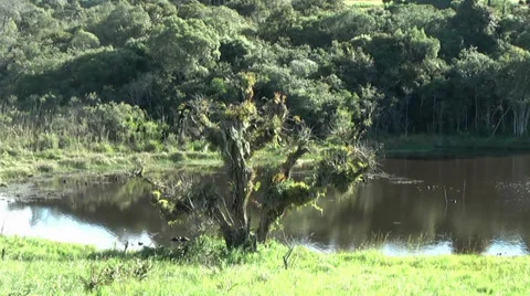 Tree and Water Vídeos de archivo 34836322