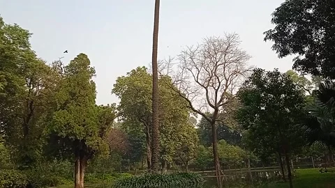 Tree and water Stock Footage 147913134