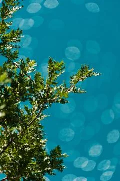 Tree and water Stock Photos