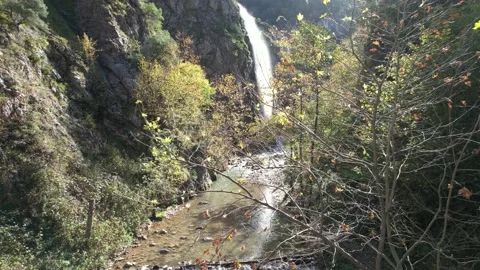 Tree and waterfall Stock Footage 223590570