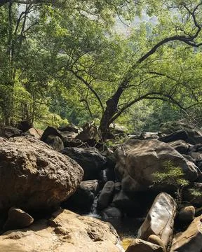Tree and waterfall in the forest Stock Photos