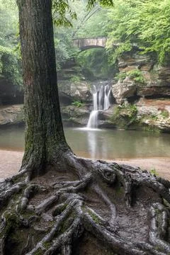 Tree and Waterfall 写真素材