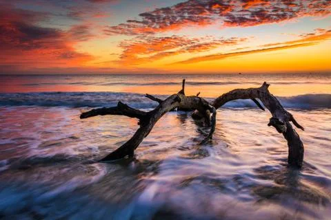 Tree and waves in the atlantic ocean at sunrise at driftwood beach, jekyll is 스톡 사진