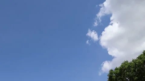 Tree and white cloud blow in the wind on blue sky Stock Footage 163315806