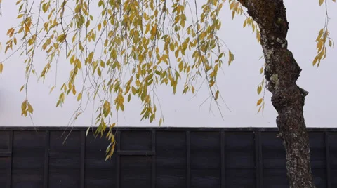 Tree and White Storehouse in Hida Furukawa Stock Footage 32850812