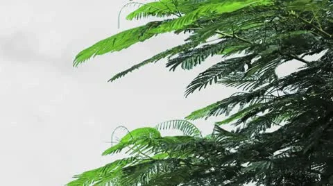 Tree And Wind Stock Footage 10701653