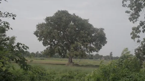 Tree and Wind 스톡 동영상 91885413