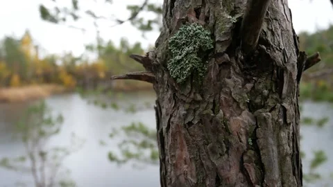 Tree and Wind Stock Footage 139721819