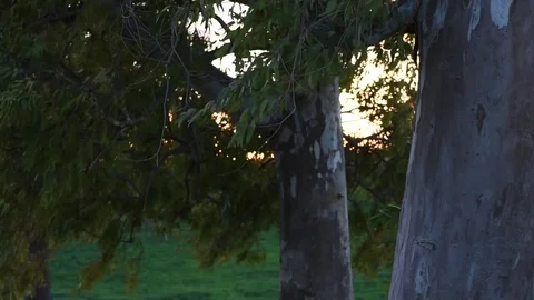 Tree and wind at sunset light, selective focus video Stock Footage 84006460