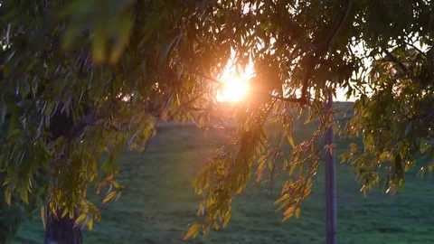 Tree and wind at sunset light, selective focus video Stock Footage 84006465