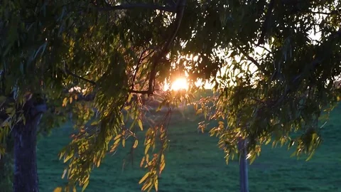 Tree and wind at sunset light, selective focus video Stock Footage 84006481