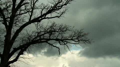Tree and Winter Sky 動画素材 11877091