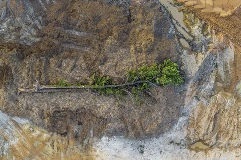 Tree and Wood Pulp at a Construction Site in Stone Mountain, Geo Stock Photos