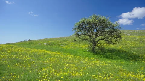 Tree and yellow flowers in mountain meadow. Stock Footage 247705181