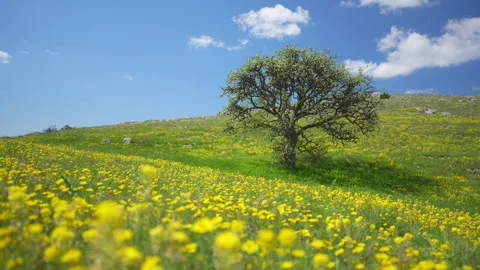 Tree and yellow flowers in mountain meadow.  Stock Footage 247705221