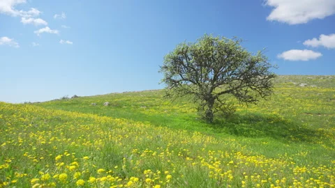 Tree and yellow flowers in mountain meadow.  Stock Footage 247705389