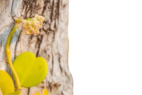Tree and yellow leaves isolate on white background Stockfoto's
