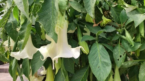 Tree with angel's trumpets  in Peru 動画素材 288904656