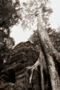 Tree at Angkor temple Stock Photos