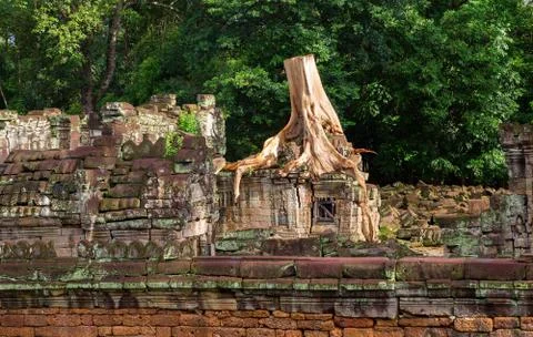 Tree in Angkor Wat 스톡 사진