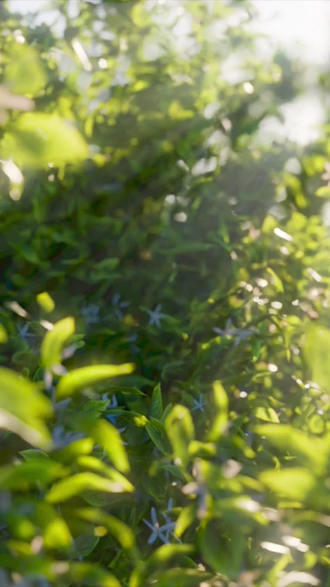 Tree animation sun rays in the forest green leaf background vertical 01 Stock-Footage 305173623