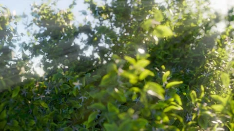 Tree animation sun rays in the forest green leaf background horizontal 01 Stock-Footage 305173628