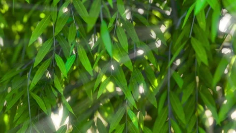 Tree animation sun rays in the forest green leaf background horizontal 06 Stock-Footage 305173876