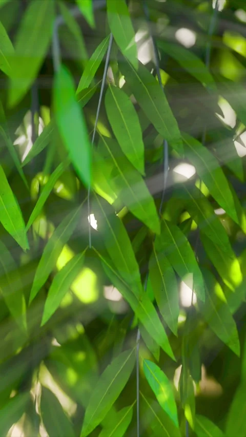 Tree animation sun rays in the forest green leaf background vertical 06 Stock-Footage 305173878