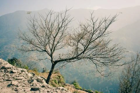 Tree on the Annapurna Base Camp Trek, Nepal Stock Photos