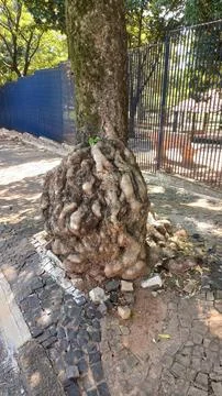 Tree with anomaly in the trunk. Stock Photos