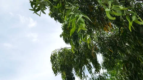 Tree ans sky Stock Footage 65817661