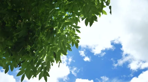 Tree ans sky Stock Footage 65822682