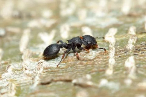 Tree ant 库存照片