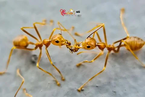 Tree ants fighting Foto stock