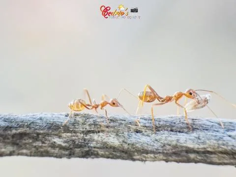 Tree ants Foto stock