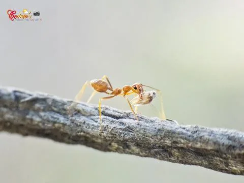 Tree ants Stock Photos
